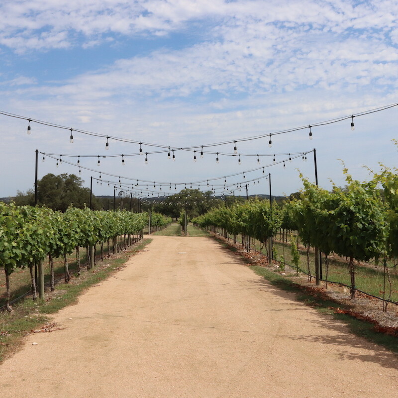 Outdoor vineyard.